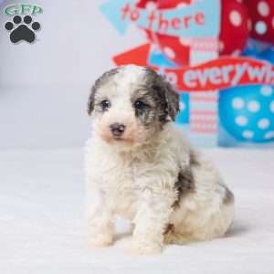 Rocky, Miniature Poodle Puppy